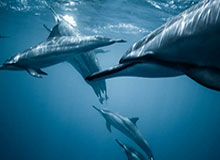 KaiyunAPP：让生活与工作并行提速的全能助手